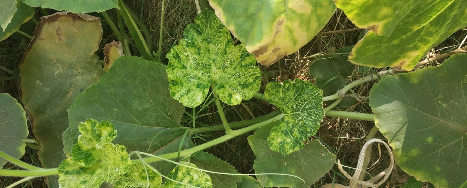 symptoms of cucumber mosaic virus on leaves