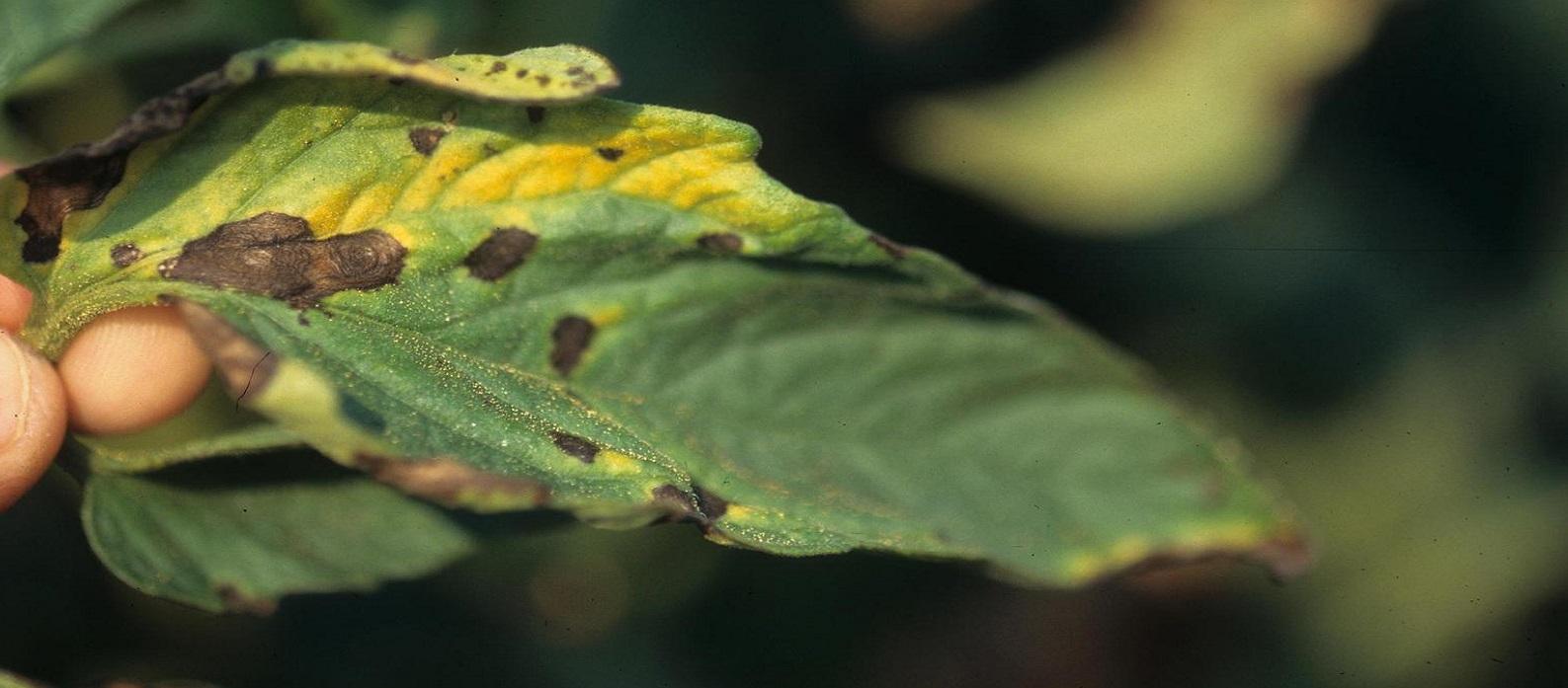 early blight leaf lesion on tomato plant
