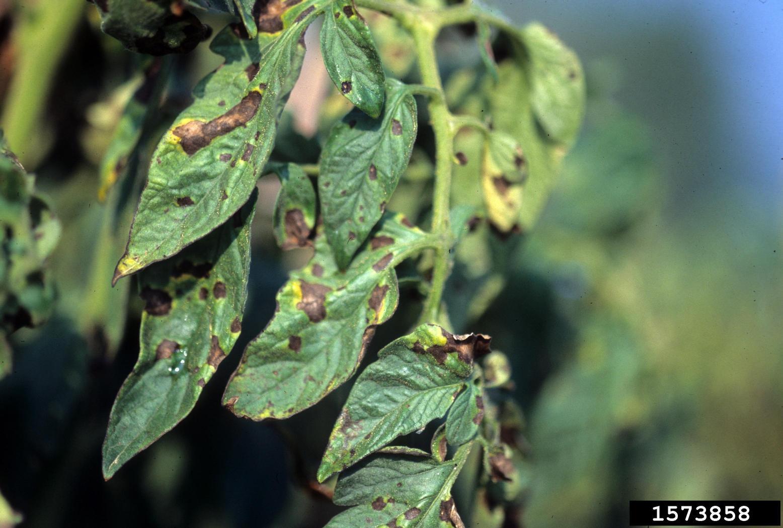 early blight disease lesions on tomato leaves