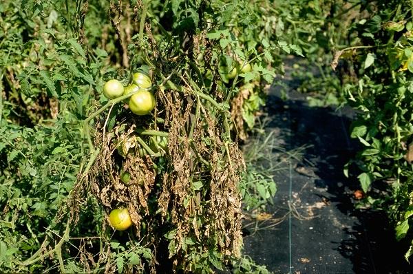 a severe infection of early blight