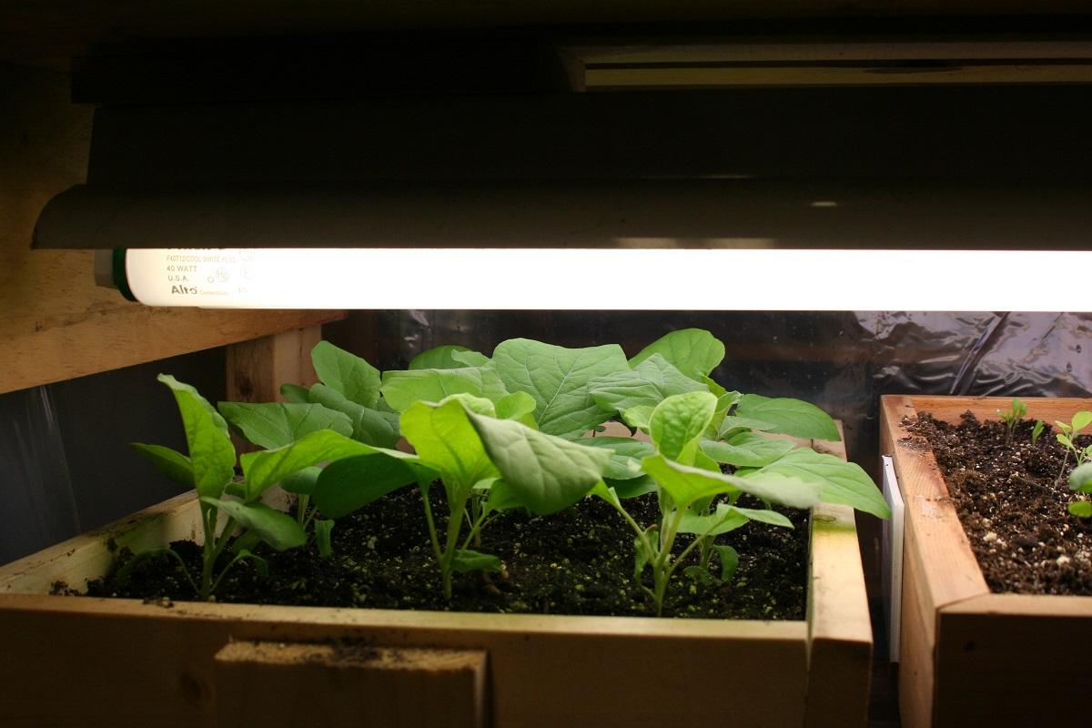 eggplant seedlings growing indoors under lights