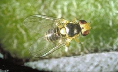 Closeup of an adult leafminer