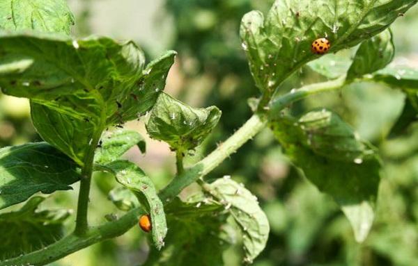 Ladybird beetles eating aphids on tomato
