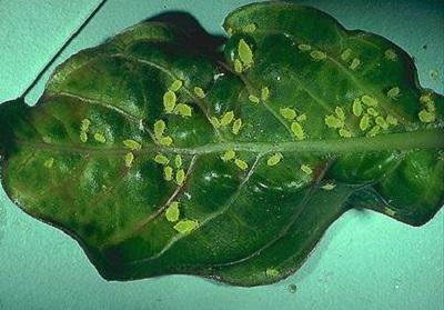 Close up of aphids Photo: J. Davidson, UME