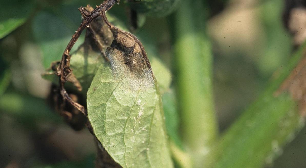 late blight infected stem and leaves on a potato plant