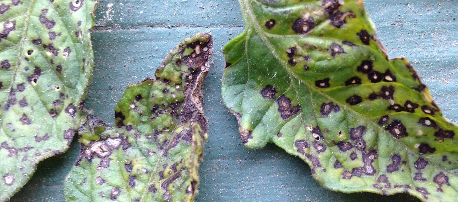 closeup of tomato plant leaves with septoria leaf spots