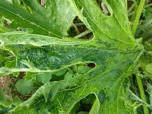 Squash leaf with virus symptoms 