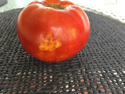 stink bug feeding damage called cloudy spot on a tomato