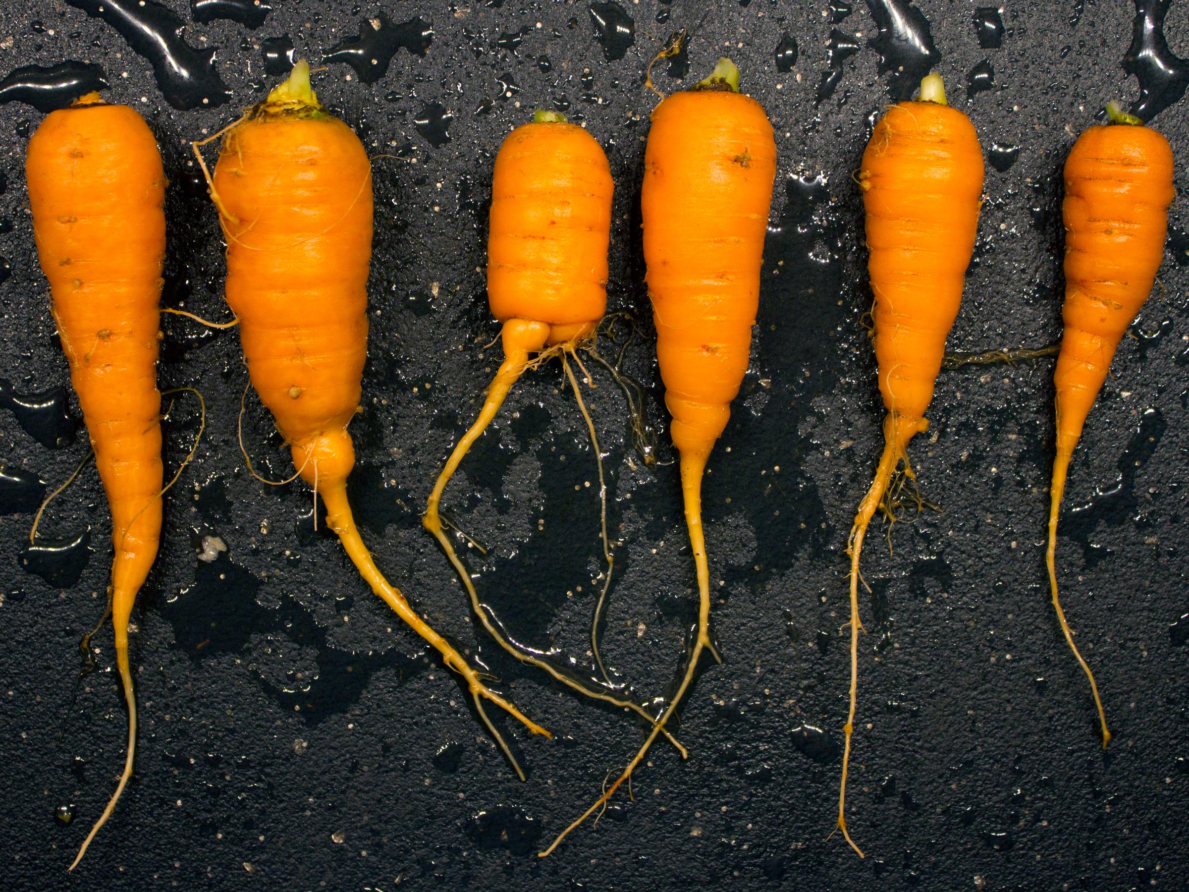 Stubby carrots 