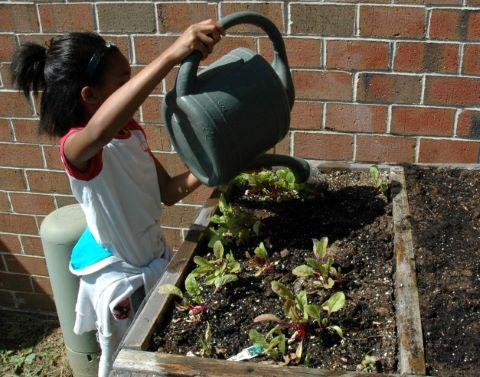 Young girl watering plants in a raised bed.