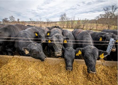 Beef Cattle Nutrition | University Of Maryland Extension