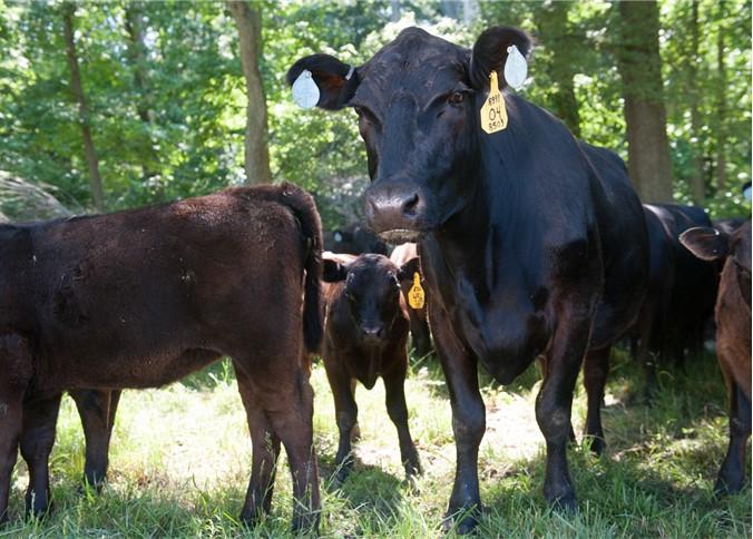 Beef cattle with calf 