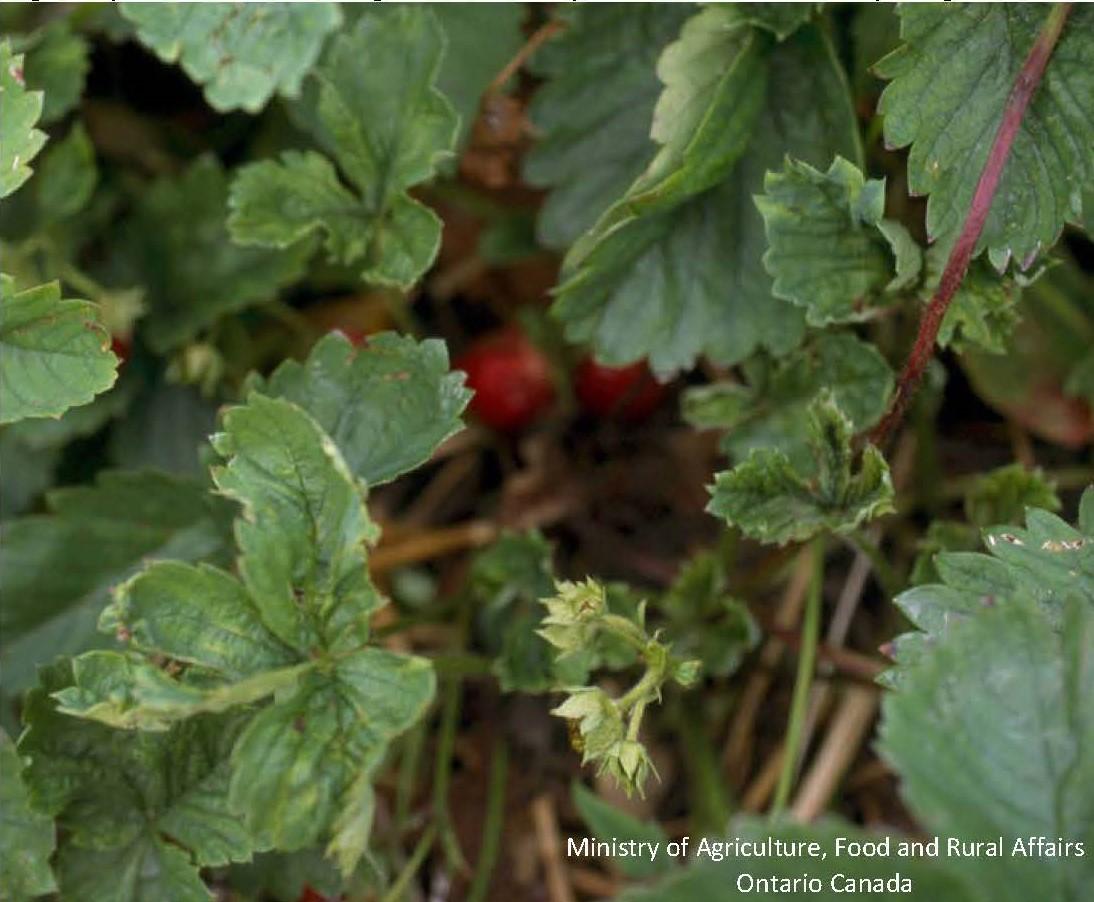 Cyclamen mite damage to strawberry—crinkled deformed younger leaves