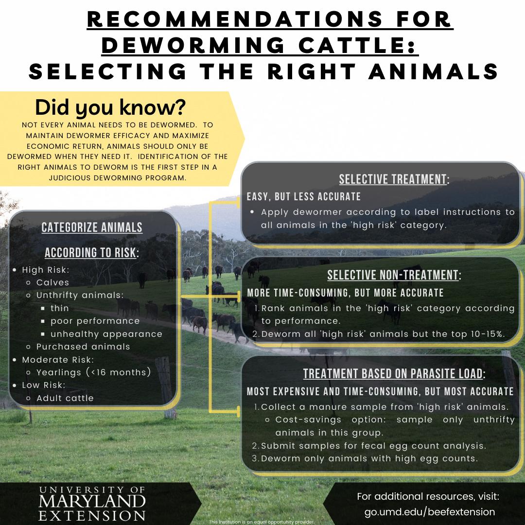 Infographic Recommendations For Deworming Cattle: Selecting The Right Animals