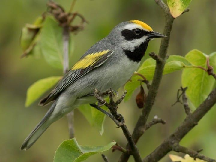 Golden Winged Warbler. Photo by Cornell Lab of Ornithology