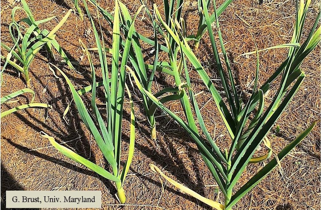 Fig. 1 Garlic plants showing symptoms of infection with virus complex