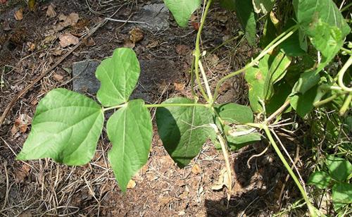 leaves on a bean plant