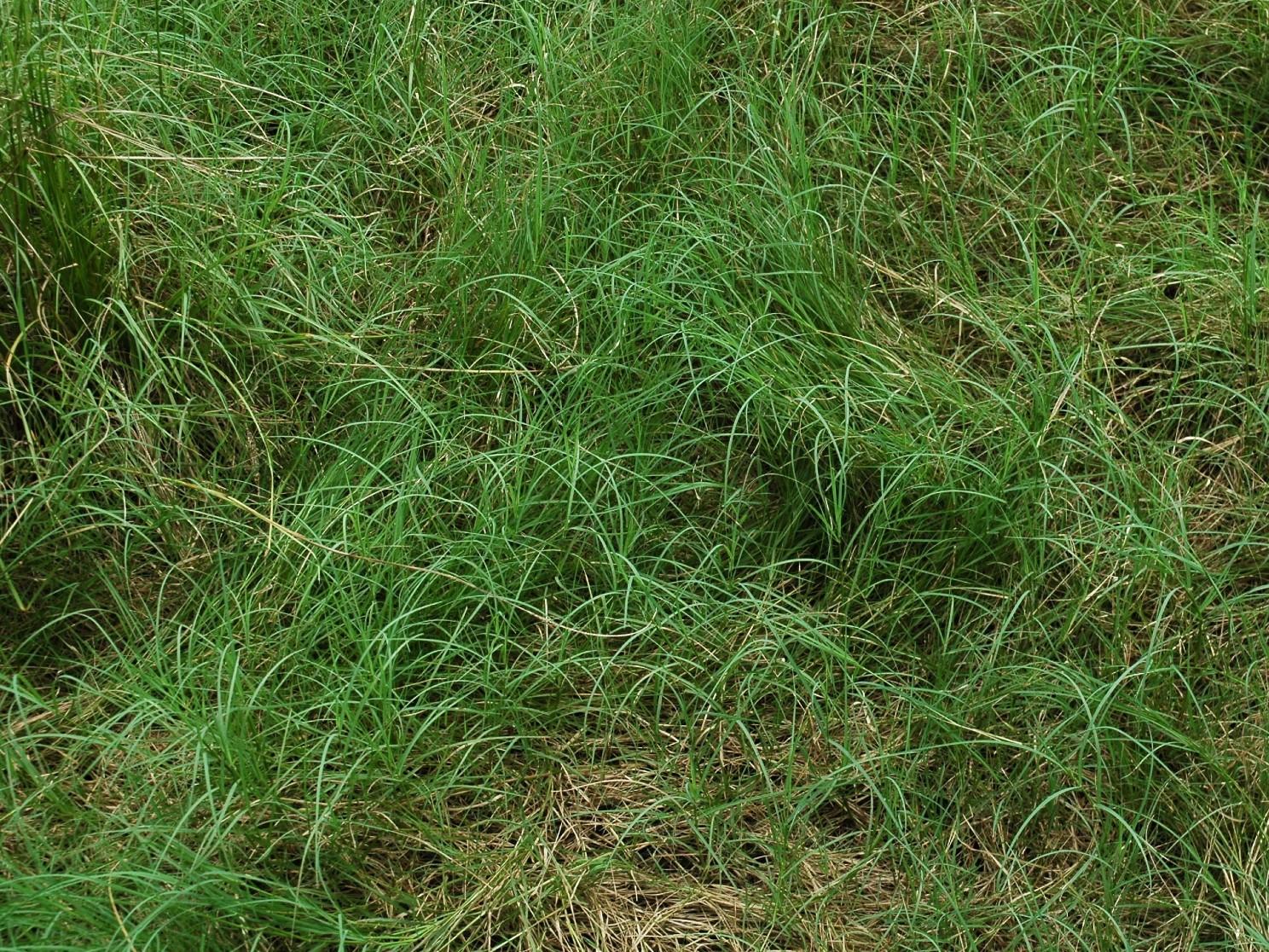 area full of bermudagrass weeds