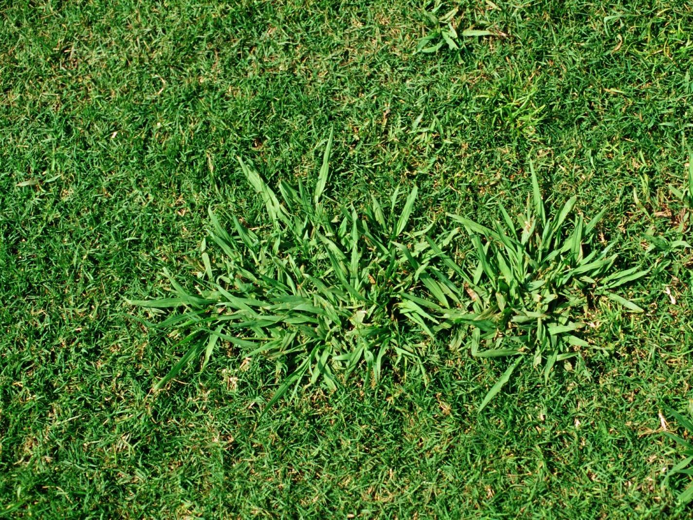 how dallisgrass looks in a lawn