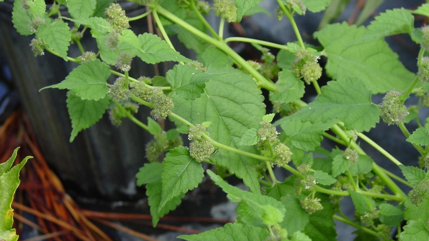mulberry weed plants