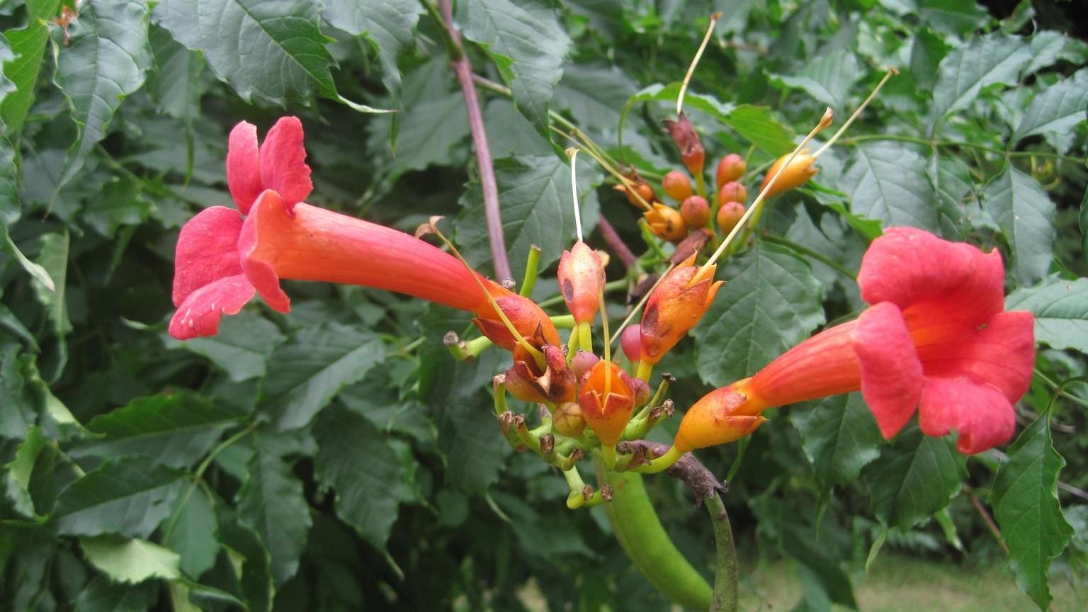 orange flowers of trumpet creeper vine