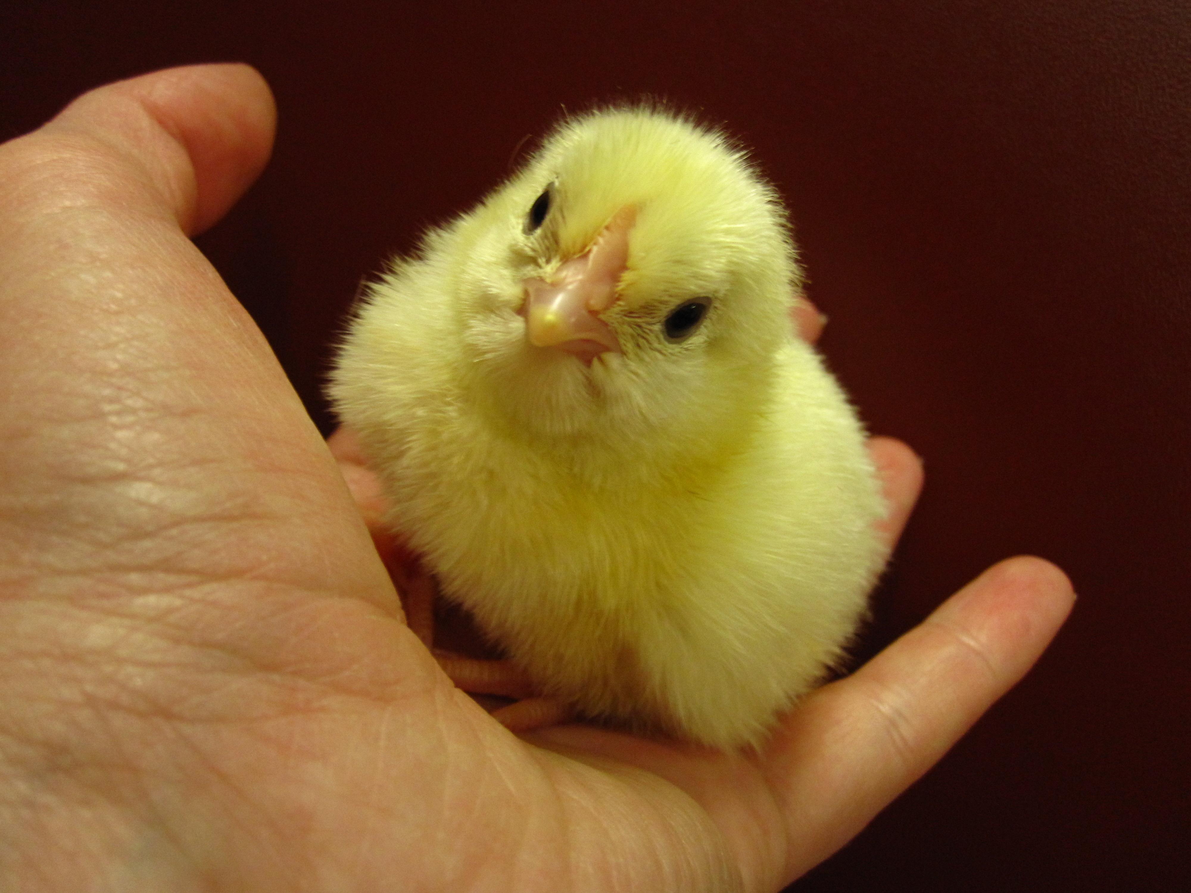 poultry_chick_in_hand_moyle