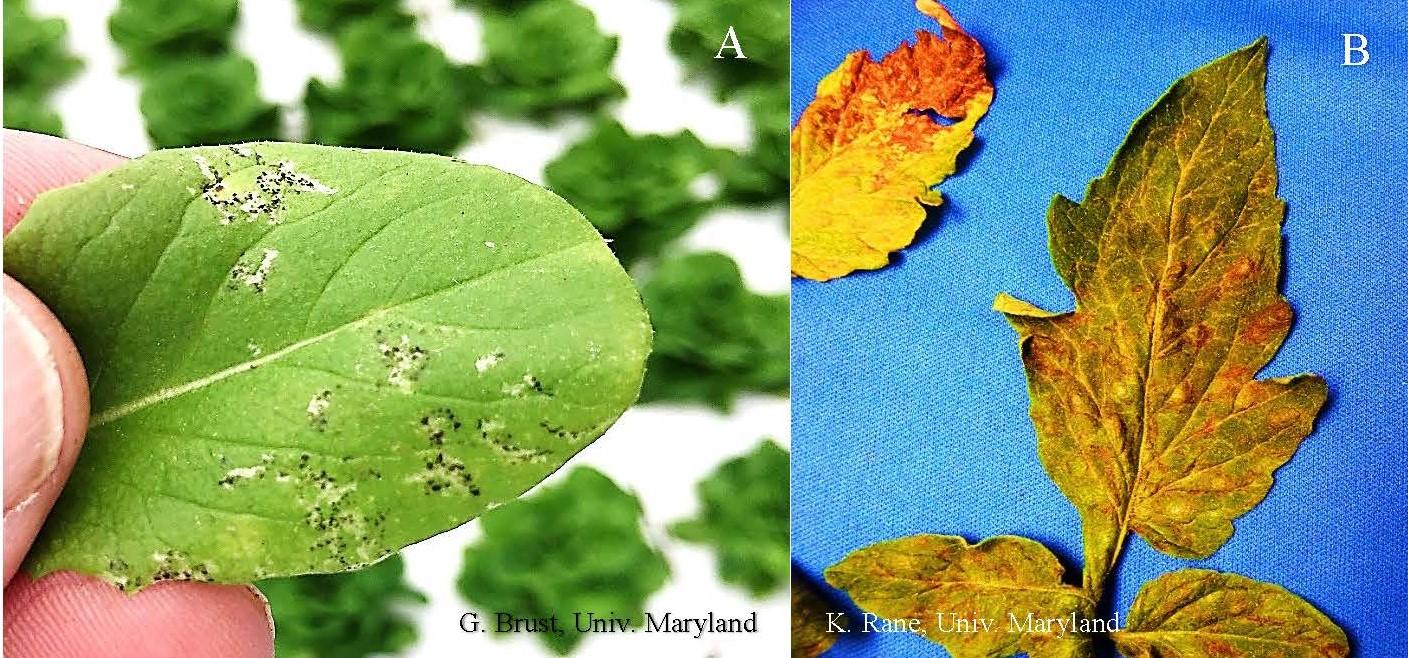 Fig. 3 Lettuce leaf with thrips feeding (A) notice how the black flecks follow the feeding scars  on the leaf and TSWV symptoms on tomato leaves (B)
