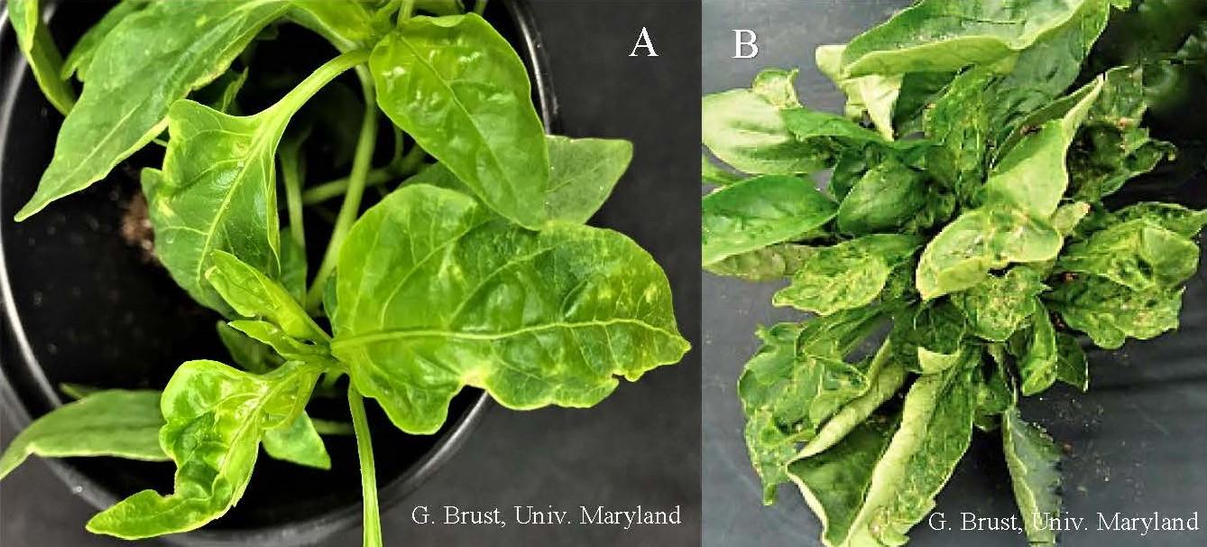 Pepper plant with thrips feeding (A) and TSWV symptoms (B)