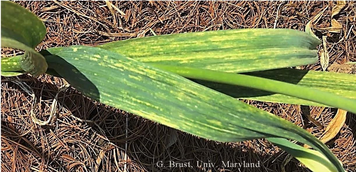 Streaking, striping on leaves of garlic infected with virus complex  