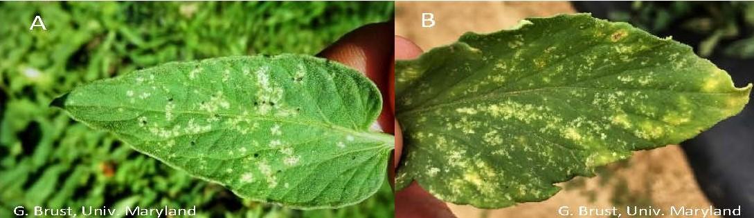 Thrips feeding on tomato leaf, black specks are thrips feces (A) and feeding damage by mites (B)