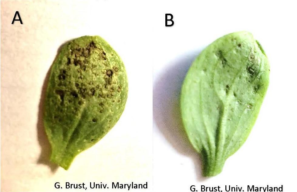 Top-side of cotyledon leaf with brown lesions (A), and underside of same leaf (B).