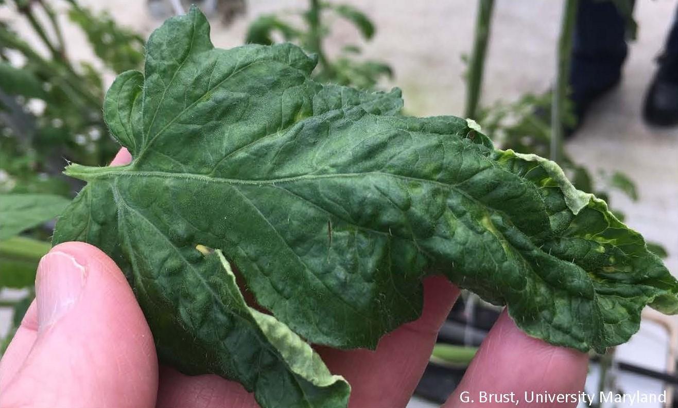 Top side of distorted tomato leaf with edema 