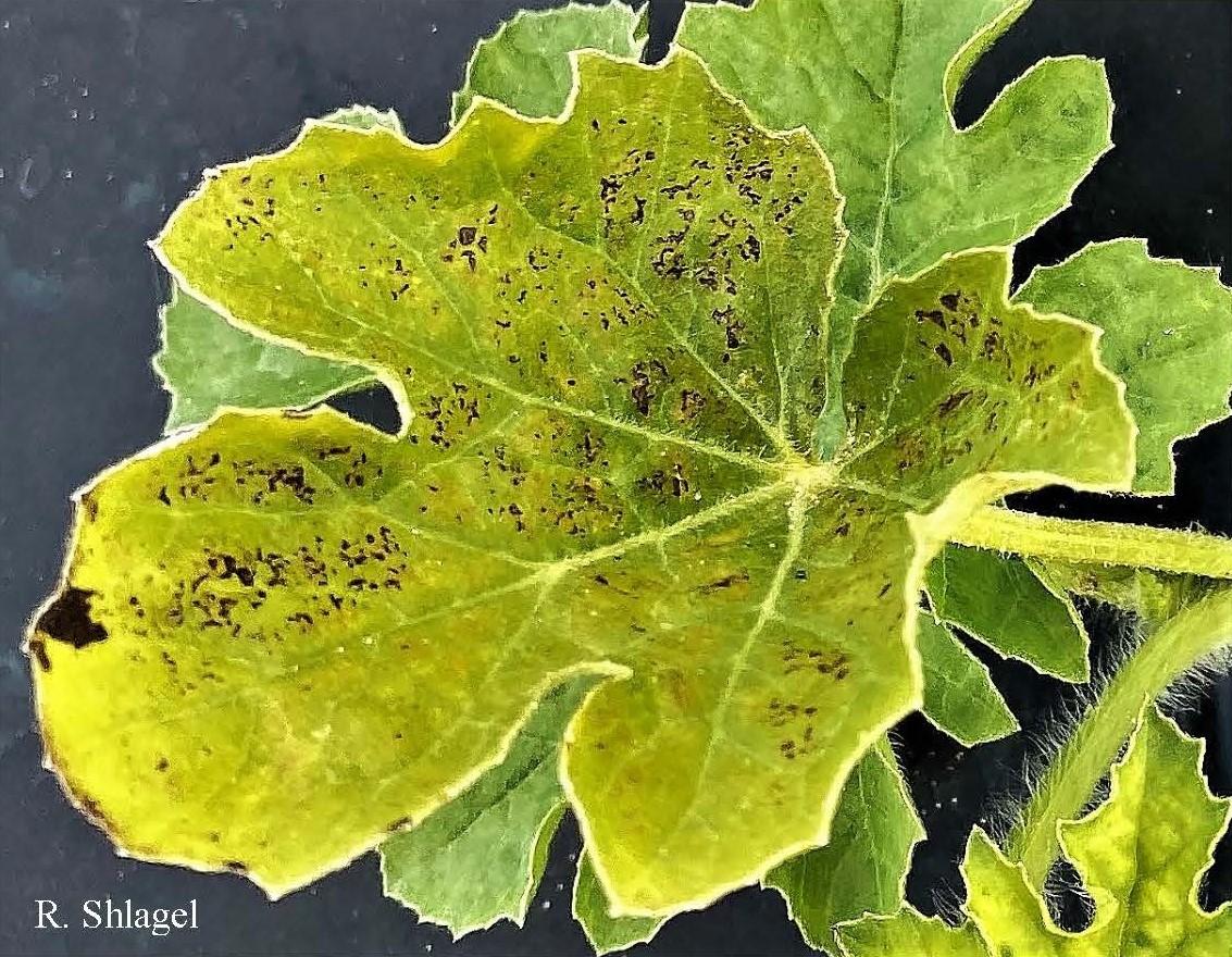 Watermelon leaf that is yellow with dark marks caused by abiotic factors
