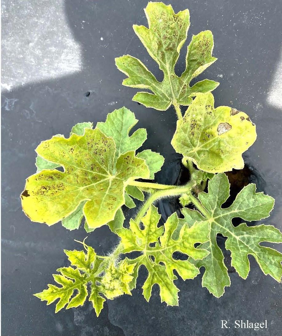 Watermelon plant that is yellow with some dark spotting