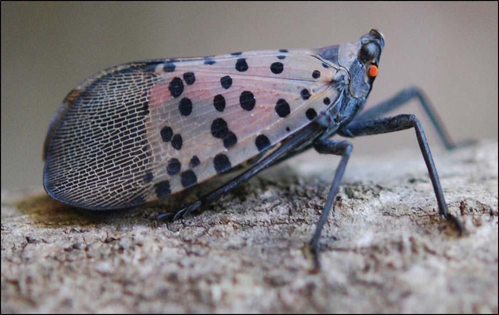 Spotted Lanternfly. Photo by Pennsylvania Dept. of Agriculture