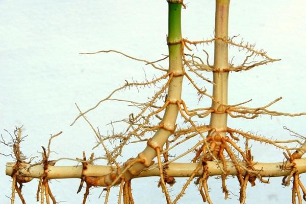 root, cleaned of soil, illustrates how the roots spreads and sprouts new culms and roots along its length as it grows