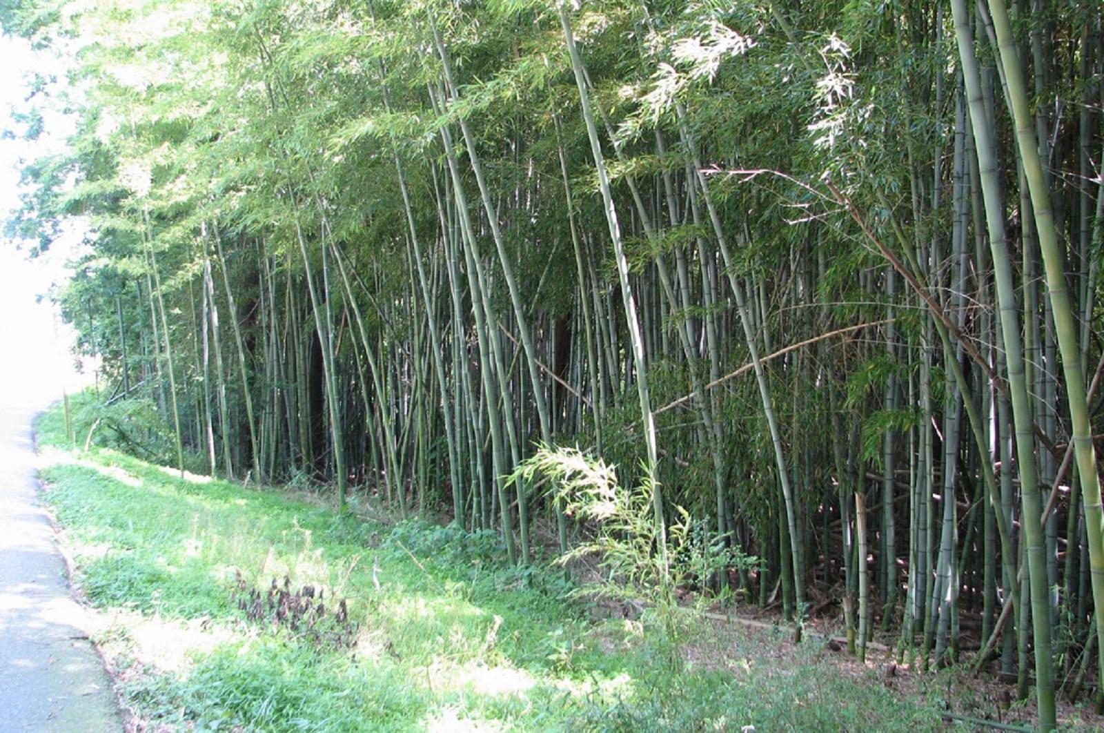 invasive bamboo growing along a roadway