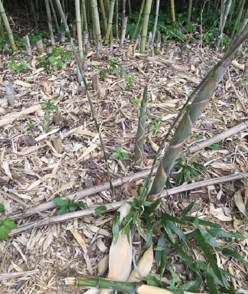new and young bamboo shoots growing from a mature stand of bamboo