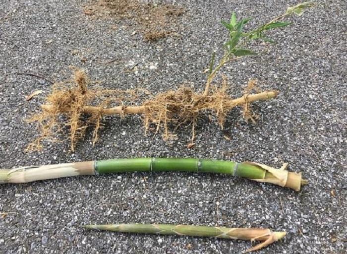 new bamboo shoots and rhizomes with woody shoots