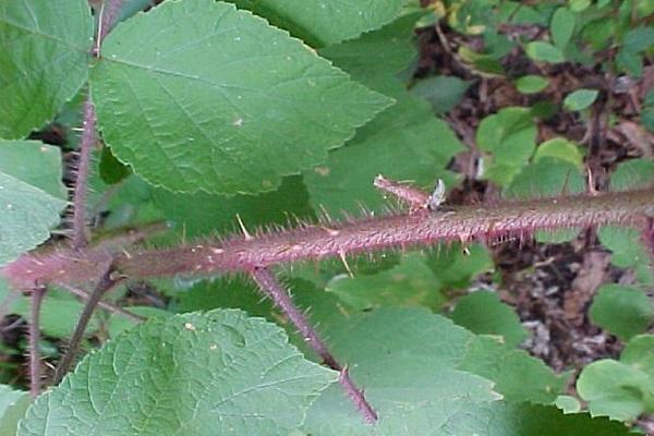 reddish-thorny wineberry stem