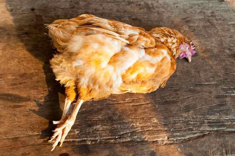 Poultry_When_a_Chicken_Dies