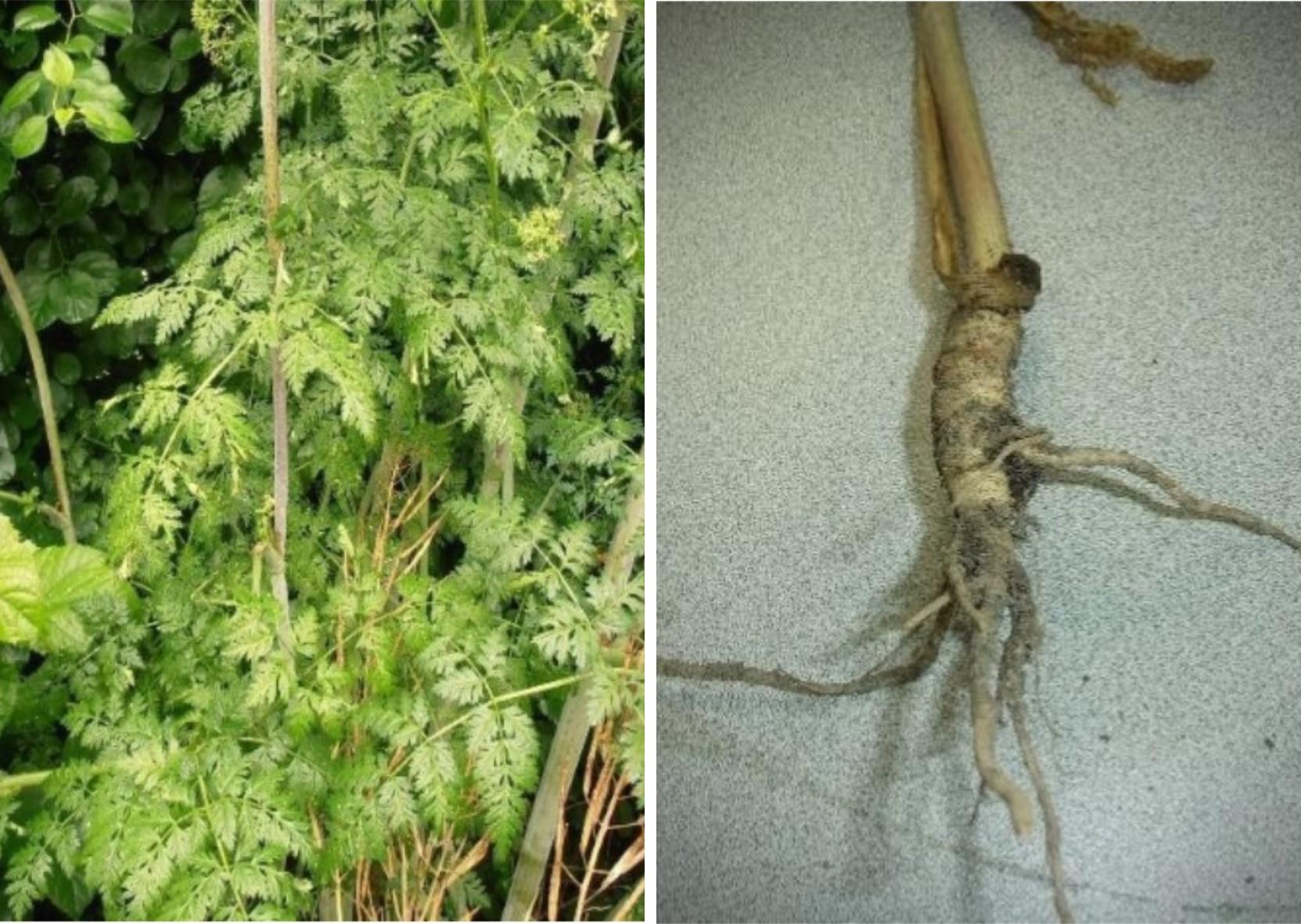 Figure 3. Pinnate compound leaf (left) and taproot (right) of poison hemlock.