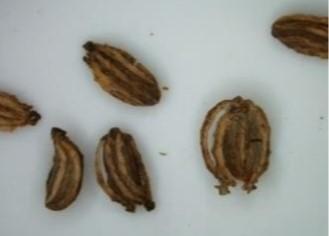 Figure 4. Poison hemlock seeds.