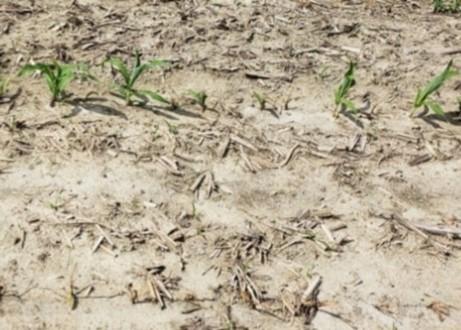 Figure 1. Corn seedlings with post-emergent damping-off caused by Pythium spp.; Image A. Koehler, University of Delaware