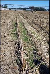 Figure 1. Fall 2020 post-corn harvest weeds in plots with no cover crops. Image: J Miller, University of Delaware