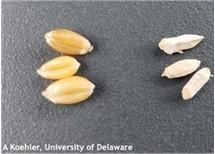 Figure 3. Healthy kernels (left) White, shriveled, scabby kernels from FHB (right). Image: A. Koehler, University of Delaware