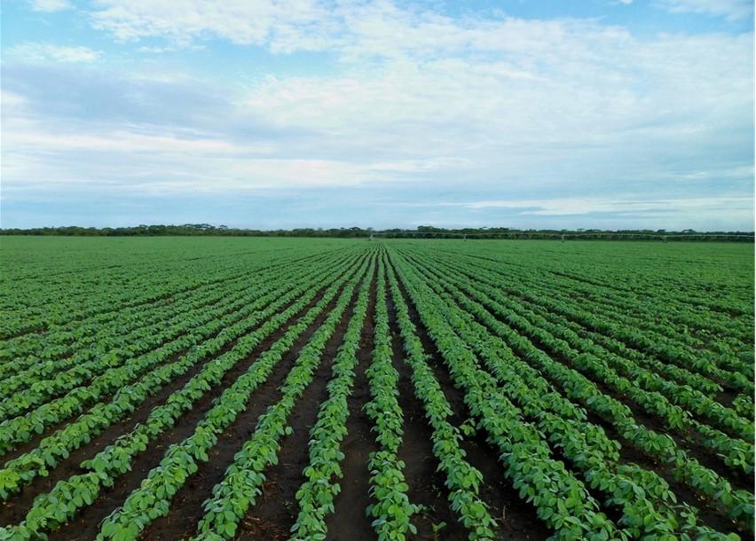 Soybean field, Image: pixabay.com