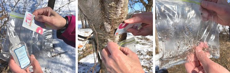 Removing Spotted Lanternfly egg masses from tree trunk