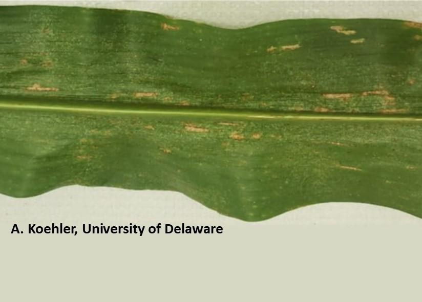 Figure 1. Rectangular lesions of Grey Leaf Spot on corn. A. Koehler, University of Delaware