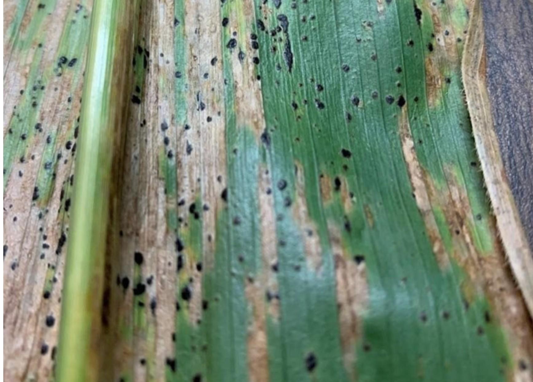 Figure 2. Tar spot symptoms on a corn leaf. Image Credit: A. Collins, Penn State